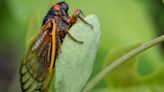 How long will the cicadas be around?