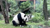 ¿Cuánto vivirá Xin Xin? Esta es la esperanza de vida de la última panda en México