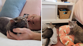 Senior cats finally adopted after losing two homes: "Llight of their life"