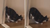 Cat hilariously warms up engine for maximum zoomie speed