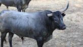 Los toros del sábado 13 de julio en San Fermín 2024: José Escolar, ‘grises’ a recuperar posiciones