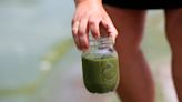 Blueprint for ridding Lake Erie of toxic algae could backfire, scientists warn