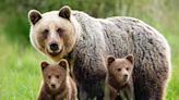 Mama Bear and Her Cubs Go for a Swim in Calif. Couple's Pool: 'Cutest Thing Ever'