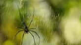 Arañas venenosas invaden a Estados Unidos: estas son las únicas formas de combatirlas