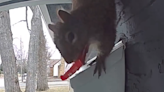 Squirrel turns "porch pirate" after stealing candy from mail carrier