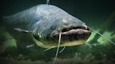 Meet Scar: "Monster" catfish may have broken a U.K. record