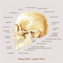 Human Skull Anatomy: Lateral View | Human skull anatomy, Medical ...