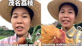 90後務農女生自學流利「粵式英語」 推銷茂名荔枝、走地雞爆紅