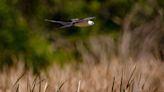 Acrobatic swallow tailed kites gather for feeding frenzy along Summerlin Road in Fort Myers