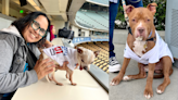 Adoptable ‘Dodger dogs’ get tour of Dodger Stadium