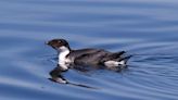 Ancient murrelet elicits another kind of gratitude for feathered beings at Thanksgiving