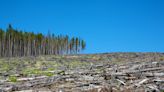 25 Countries With The Highest Deforestation Rates in the World