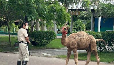 動物園地震防災演練 駱駝當主角