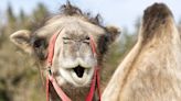 阿拉伯瘋駱駝尿治禿頭 賣最好廠商被逮捕因「他拿自己尿來賣」