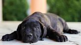 Cane Corso Puppies: Cute Pictures and Facts