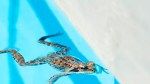 10 Ways to Keep Frogs From Hopping Into Your Pool