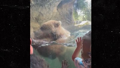 Brown Bear Eats Ducklings in Front of Horrified Kids at Seattle Zoo