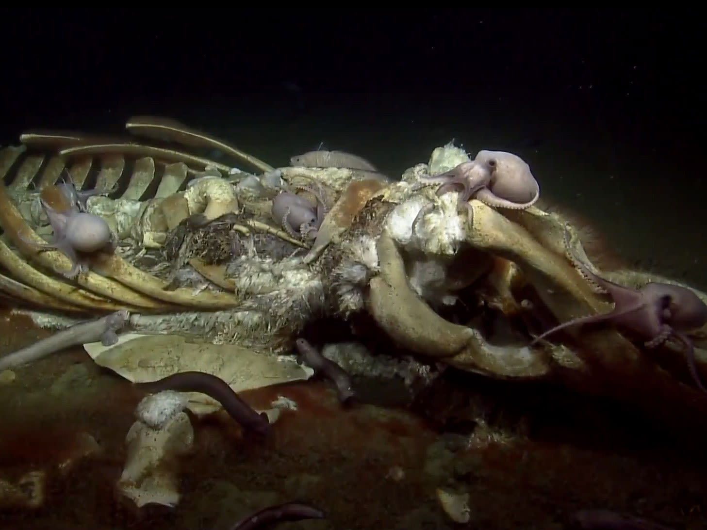 Why Have So Many Whale Remains Been Found on the Ocean Floor Near Los Angeles?