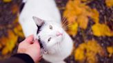 120+ Fabulous Fall Cat Names for Your New Feline