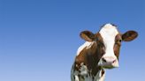 What CDC is Doing About Bird Flu Outbreaks in Dairy Cows