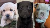 Meet the 11 puppies you CAN actually adopt during Puppy Bowl XIX
