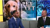 Pet Vet: Causes of blindness in dogs