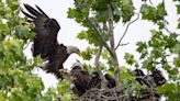 After the storm, bald eagles ‘Nick’ and ‘Nora’ left desperately searching for their eaglets - East Idaho News