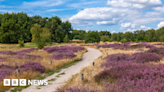 Wild flowers attract rare bees back to Pelsall Common