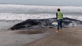 Encontraron una ballena muerta en las costas de Pinamar - Diario Hoy En la noticia