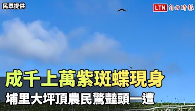 成千上萬紫斑蝶現身埔里大坪頂 農民驚豔頭一遭（民眾、陳新豪提供） - 自由電子報影音頻道