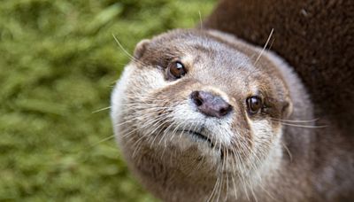 Mom rescues child after a river otter attacks at marina