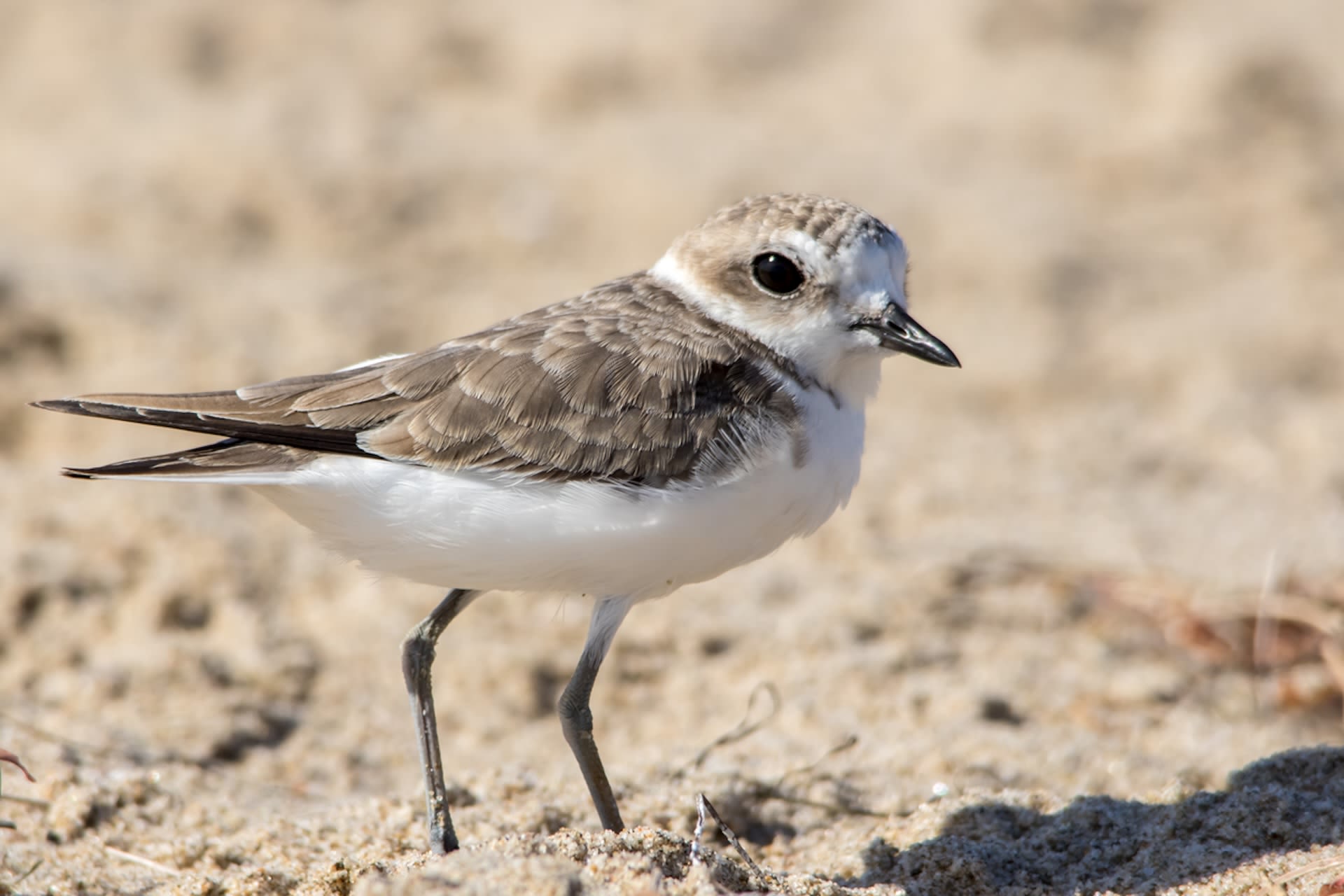 Scientists credit public beach closures for population uptick of nearly extinct bird species: 'If we just give them a little space, they're quite resilient'