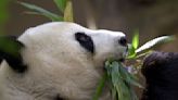 China planea enviar pandas al Zoo de San Diego y retomar su diplomacia de conservación