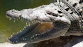 Insólito: Hallan un cocodrilo de tres metros atorado en las tuberías de Tamaulipas