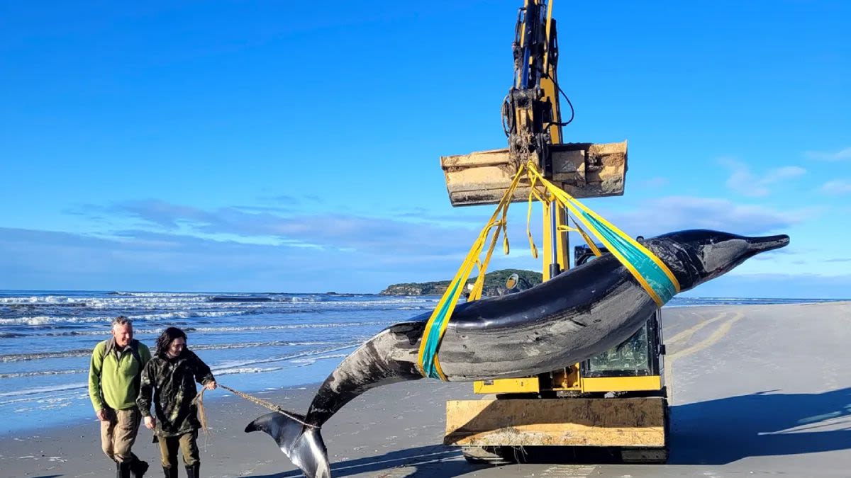 Ultra-rare whale never seen alive washes up on on New Zealand beach — and scientists could now dissect it for the 1st time