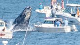 Breaching whale lands on fishing boat off coast of Massachusetts