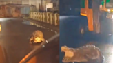 Viral video: Crocodile spotted on roads of Maharashtra, netizen says, "Trauma for the animal..."