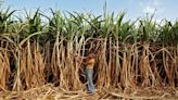Ban on India's sugar exports may stay in place till at least October: Official