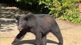 WATCH: Black bear ‘politely’ wanders through Arlington Co. neighborhood - WTOP News