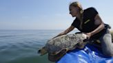 Sea turtles are under threat from trawlers in the Adriatic. A center offers them a sanctuary