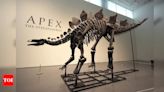 New record: 150-million-year-old Stegosaurus fossil sells for $45m - Times of India