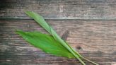 Para qué sirven las hojas de cúrcuma y cómo aprovecharlas