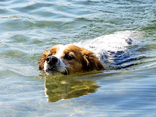 Officials Urge Pet Owners to Avoid Texas Lake After Dog Dies Following Swim