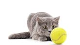 Cat Interrupts Venus Williams & Diana Shnaider Tennis Match at Miami Open