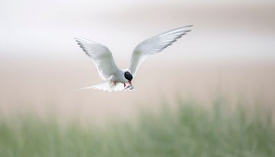 Anxious wait to see how Arctic terns fare at colony struck by bird flu in 2023