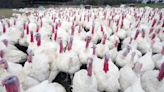 WHO confirms Mexico man's death from bird flu strain never before seen in humans - UPI.com