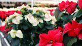 It’s National Poinsettia Day! What’s the plant’s real name?