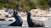 Sea Lions Charge Beachgoers at San Diego's Popular La Jolla Cove