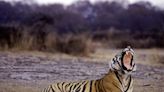 How the return of poaching threatens India’s tiger success story