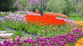 Depending on how you plant the bulbs, spring favorites can be perennials or annuals